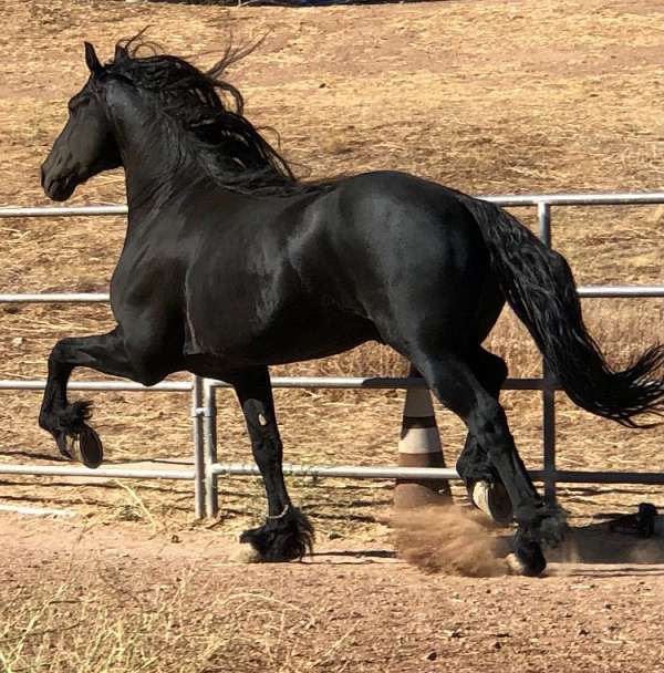 akc-stallion