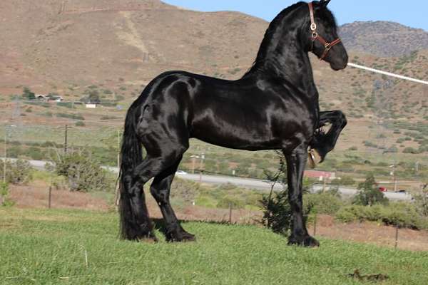 akc-friesian-stallion