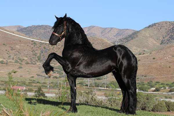 all-around-homozygous-stallion