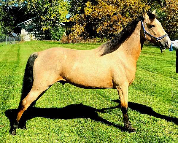 all-around-gaited-stallion