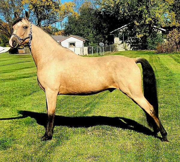 buckskin-tennuvian-horse-registry-stallion