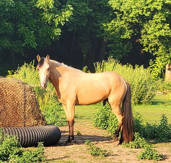 tennuvian-horse-registry-stallion