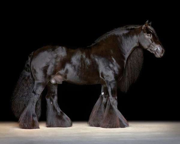black-gvhs-horse