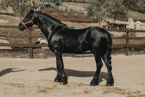 black-kpfs-register-horse