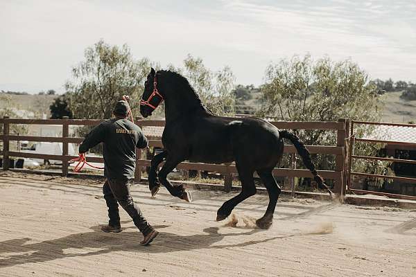 black-kpfs-register-stallion