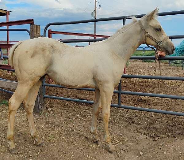 calm-stallion