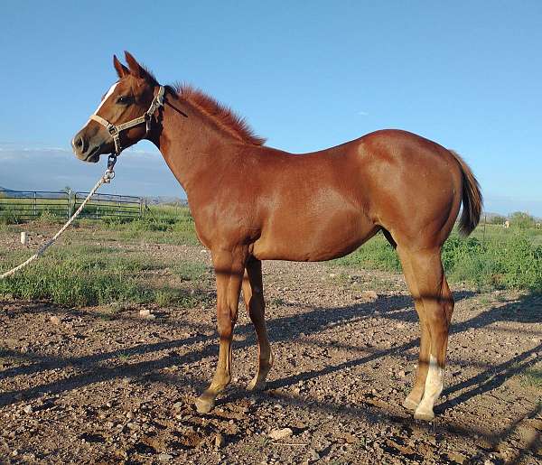retirement-stallion