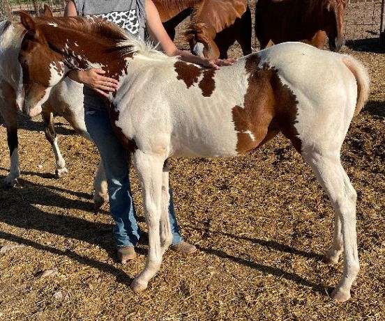 retired-stallion