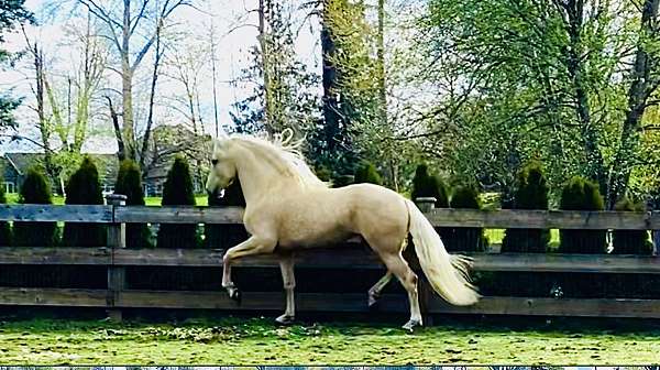 palomino-ancce-ilaha-stallion