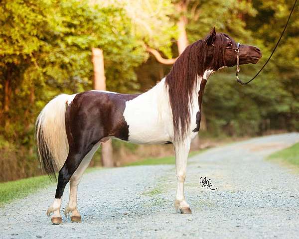 black-pinto-horse