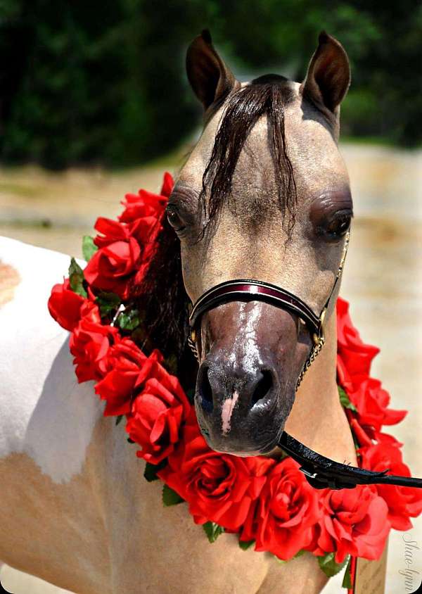buckskin-pinto-horse