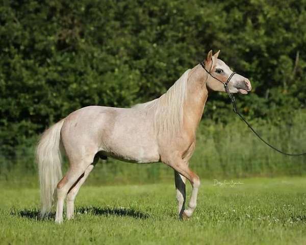 chestnut-pinto-horse