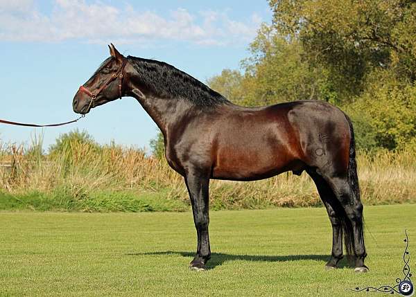 andalusian-stallion