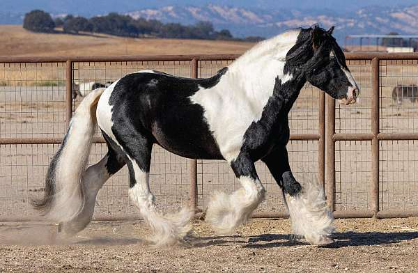 dressage-tobiano-gypsy-vanner-horse