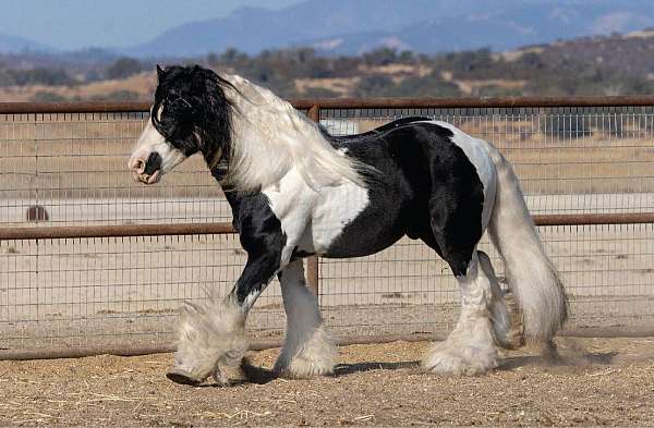 piebald-dressage-tobiano-horse
