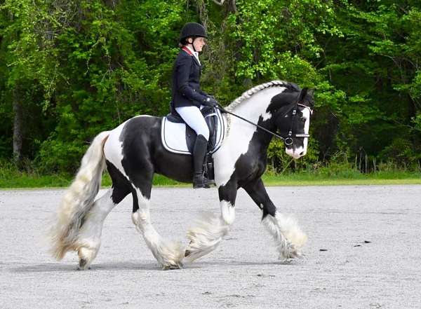 piebald-gypsy-horse-association-stallion