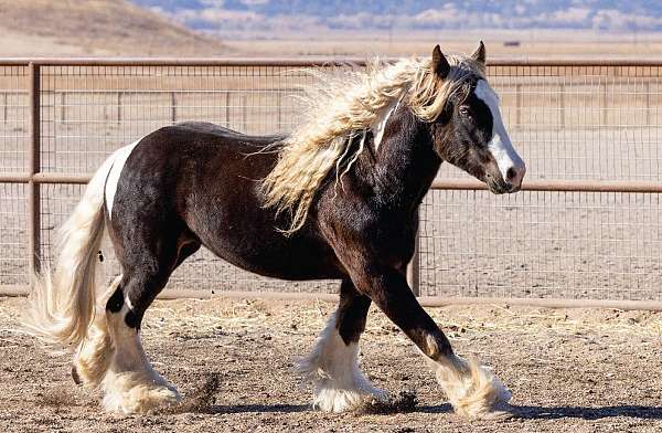 brown-gypsy-vanner-for-sale
