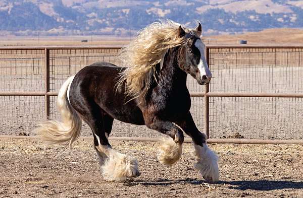 brown-gypsy-vanner-stallion