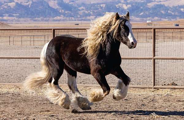 brown-homozygous-tobiano-horse