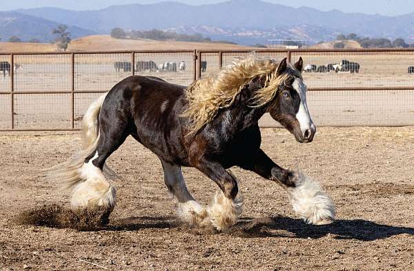 brown-gypsy-vanner-horse
