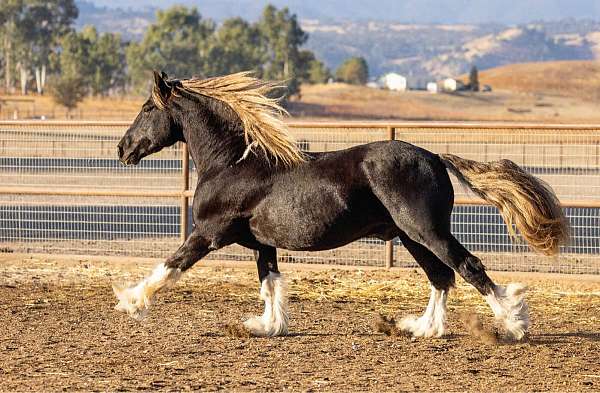 16-hand-gypsy-vanner-horse