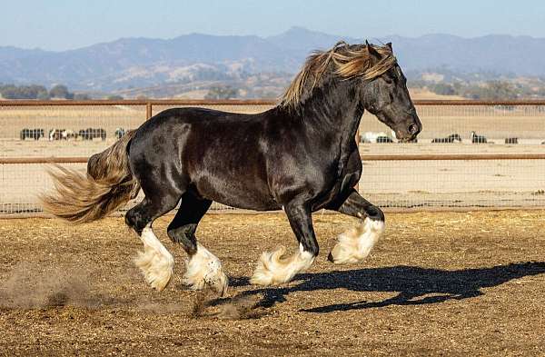 16-hand-gypsy-vanner-stallion