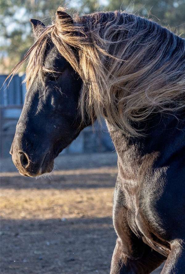 16-hand-tobiano-horse