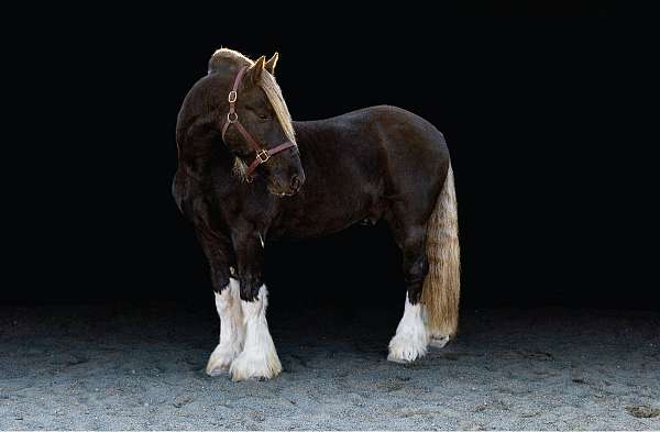 tobiano-friesian-horse