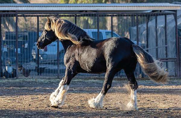 tobiano-white-champion-horse