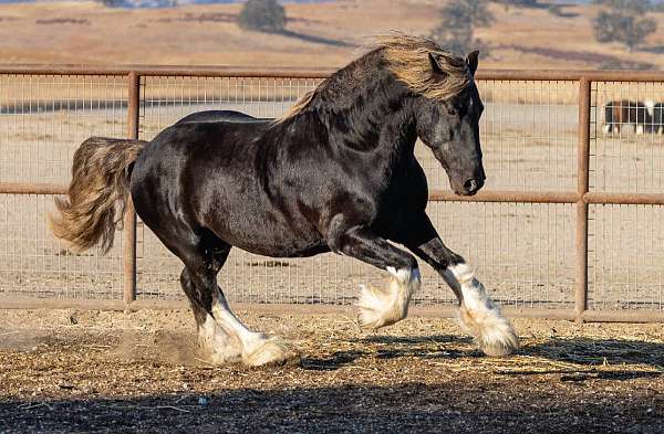 tobiano-white-friesian-for-sale