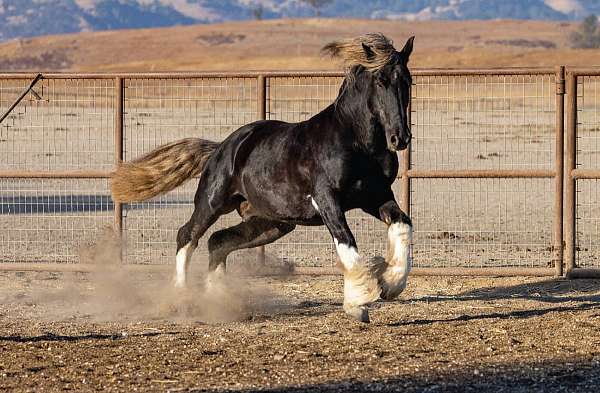 tobiano-white-tobiano-horse