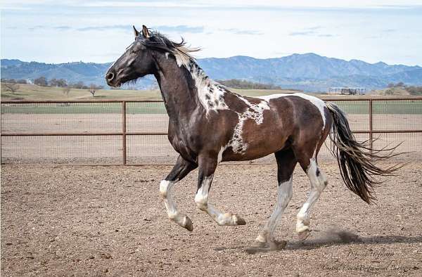 homozygous-tobiano-saddlebred-horse