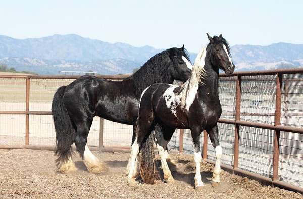 tobiano-american-saddlebred-horse