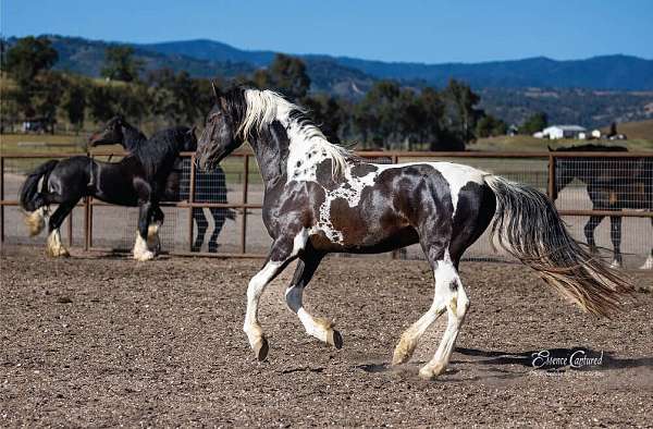 tobiano-american-saddlebred-stallion