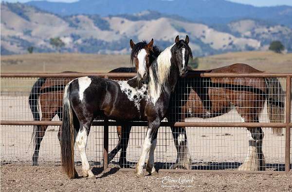 tobiano-saddlebred-stallion