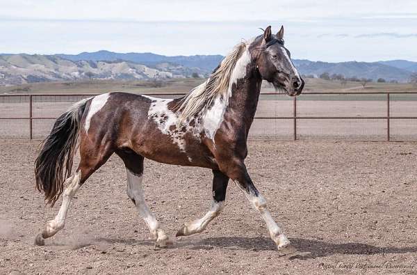 american-saddlebred-stallion