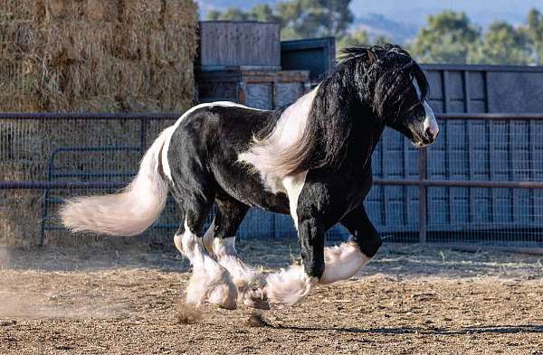 homozygous-shire-horse