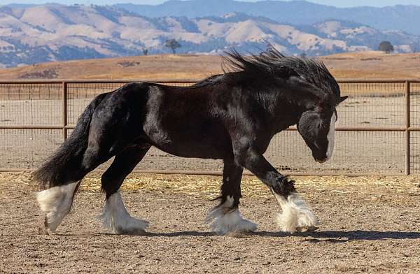 black-with-four-whites-a-blaze-horse