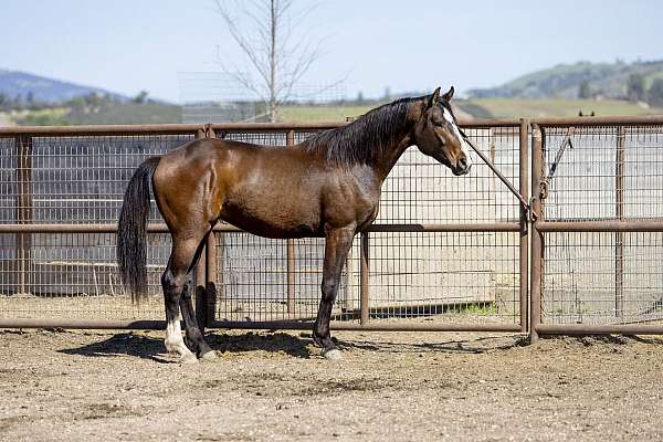 black-gypsy-vanner