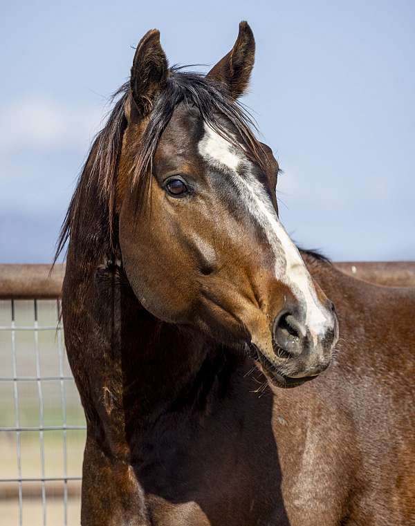 tobiano-drum-horse