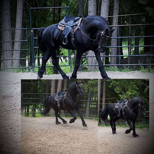 black-canadian-arabo-friesian-stallion