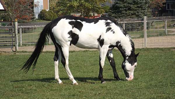 paint-stallion-black-white-overo-horse