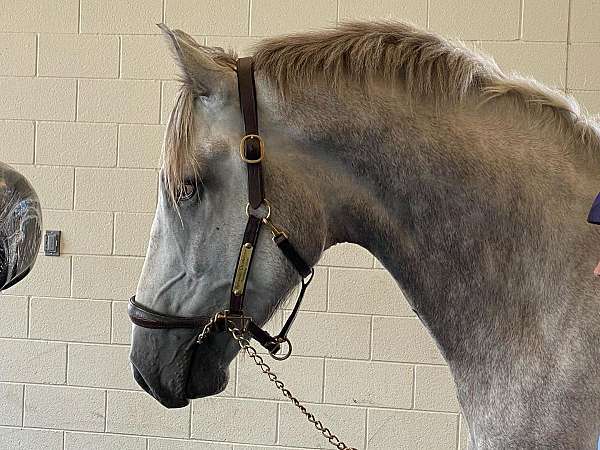 large-irish-draught-horse