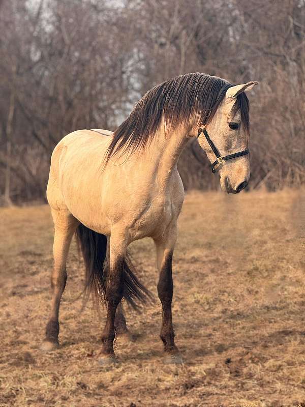 dunskin-andalusian-for-sale