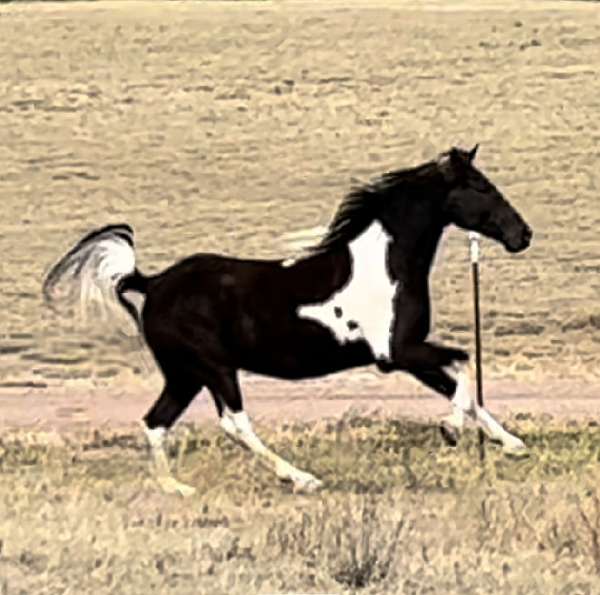 tobiano-double-registered-horse