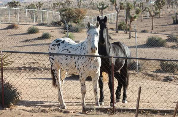 white-black-leopard-spots-horse