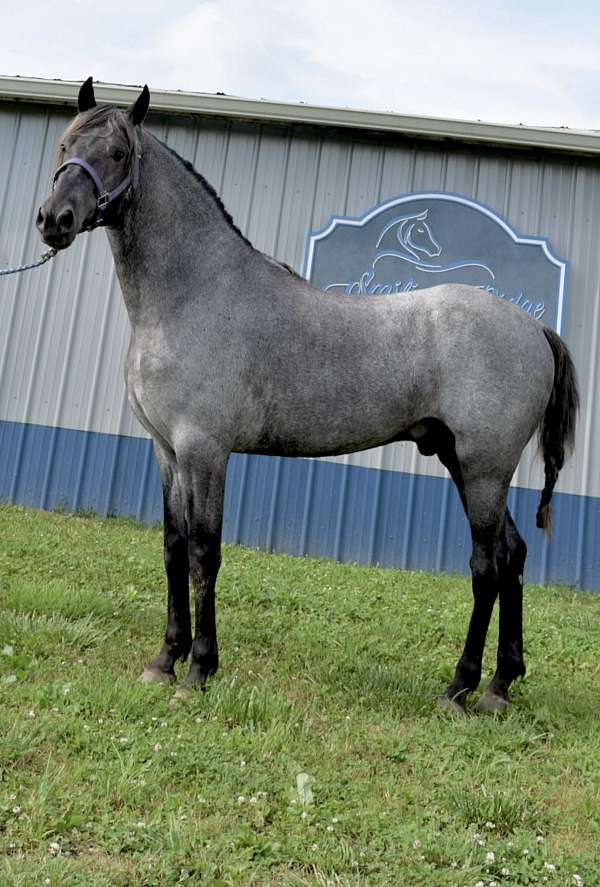 chocolate-homozygous-homozygous-black-horse