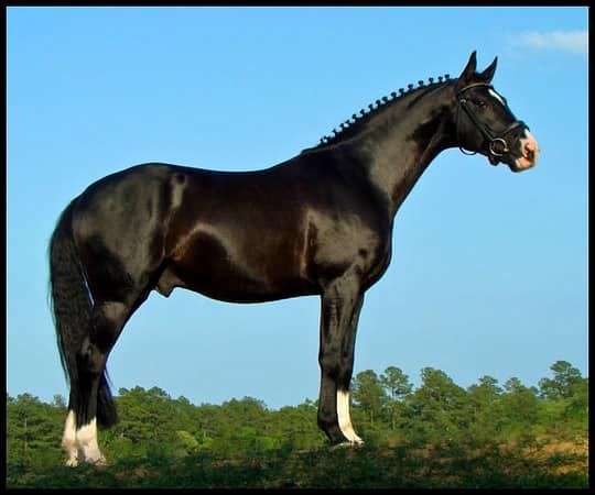 hanoverian-stallion-horse