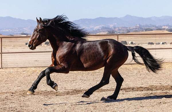 champion-dressage-percheron-horse