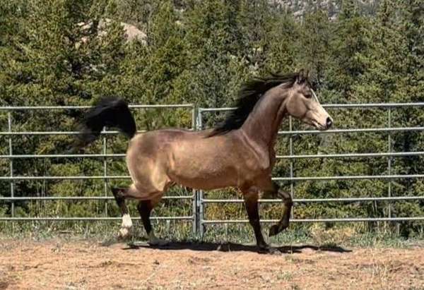 both-hind-stockings-horse